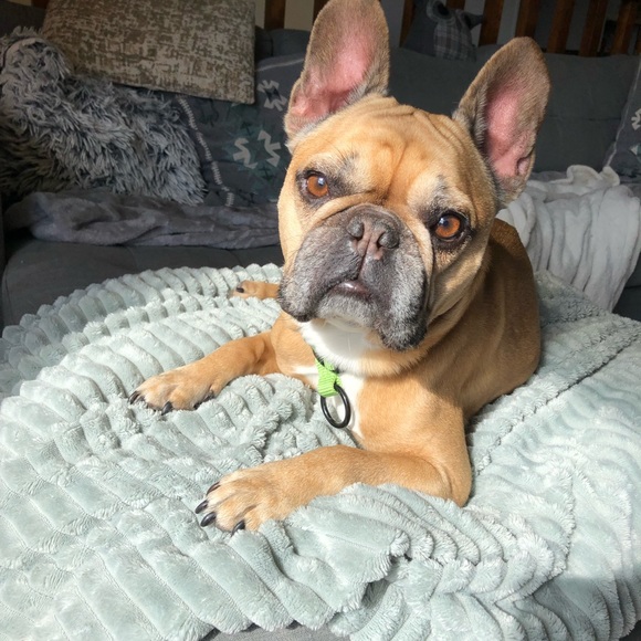 Meet your Posher, Kalista - Picture 1 of 1